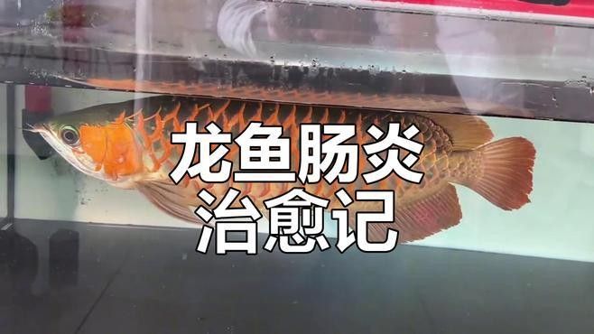 雷龍魚腸炎多久能治好