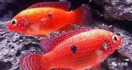 紅色觀賞魚是什么魚（紅色觀賞魚是一類色彩鮮艷、形態美觀、形態美觀的魚類）