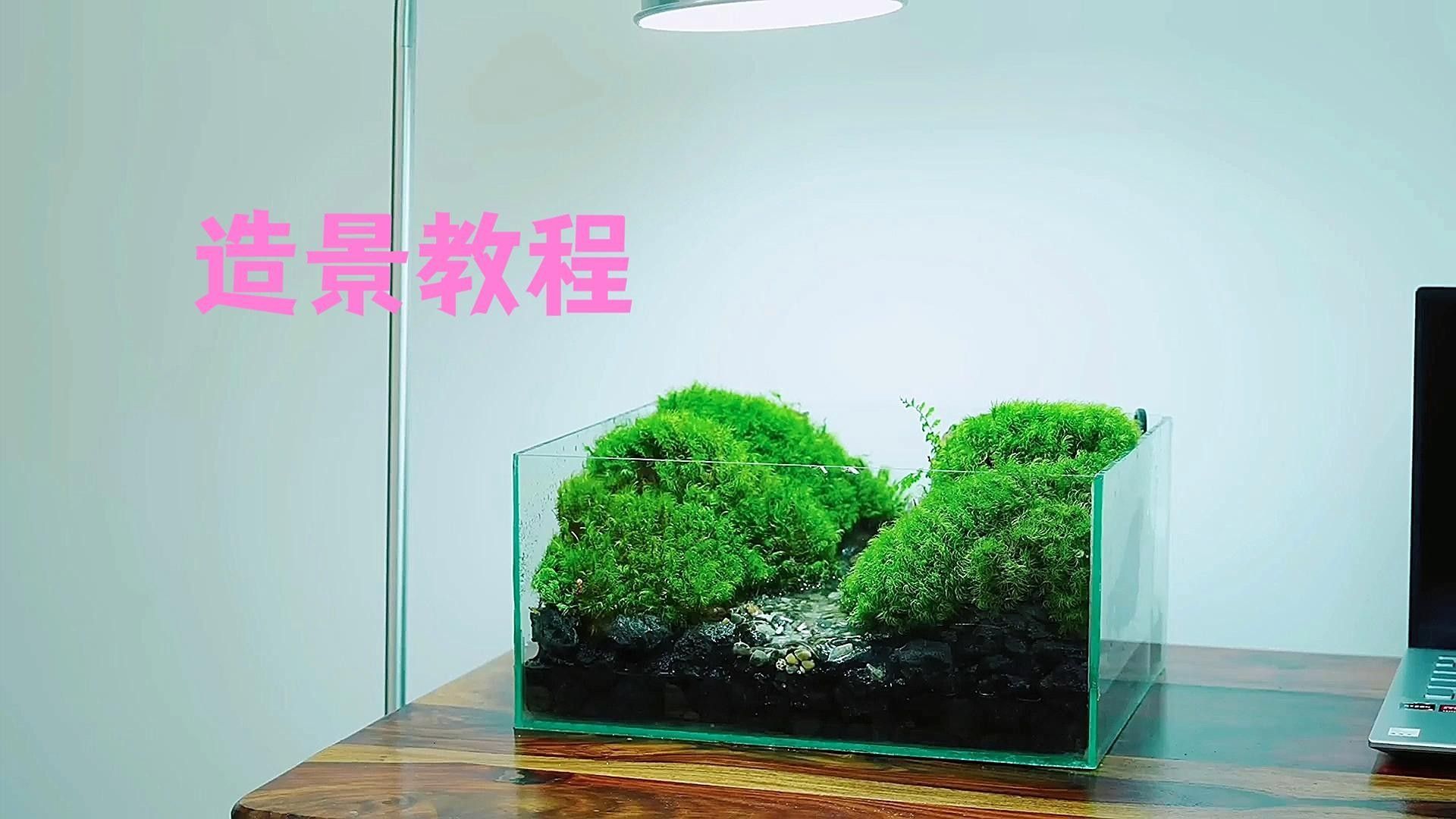 如何設置魚缸造景以避免沖突？（如何設置魚缸造景時，避免沖突）
