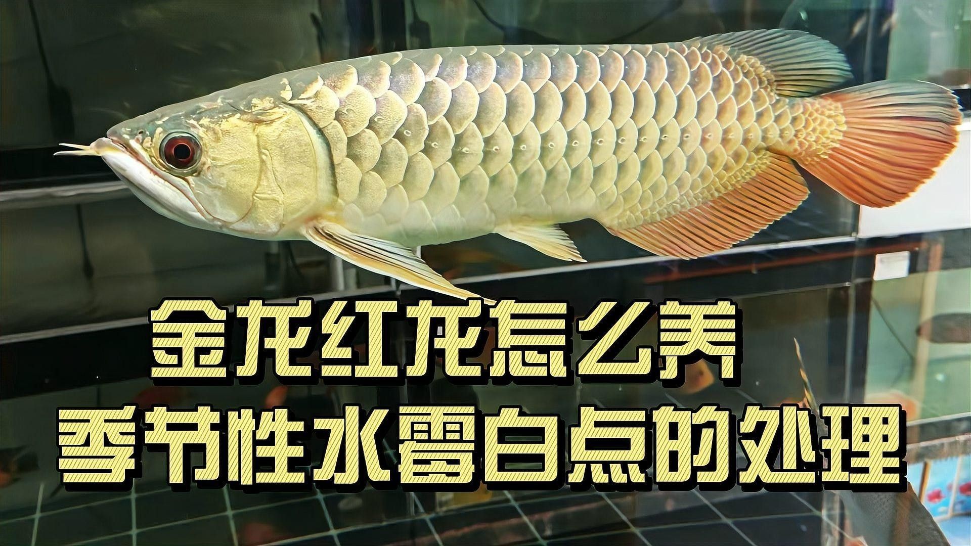 大紅金龍魚養殖難度大嗎？