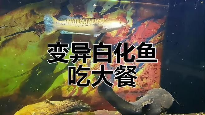 白化恐龍魚會攻擊哪些魚類