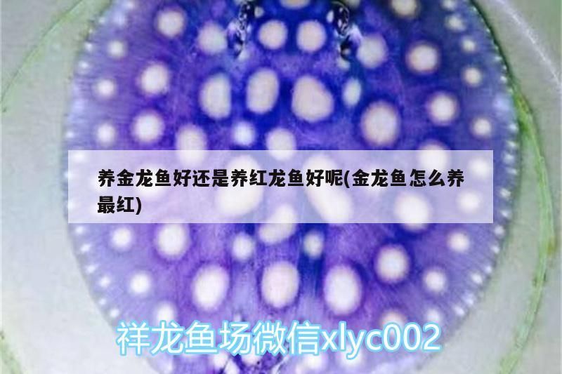 詳細(xì)閱讀:養(yǎng)金龍魚好還是養(yǎng)紅龍魚好呢(金龍魚怎么養(yǎng)最紅)(養(yǎng)金龍魚好還是養(yǎng)紅龍魚好) 養(yǎng)金龍魚好還是養(yǎng)紅龍魚好呢(金龍魚怎么養(yǎng)最紅)(養(yǎng)金龍魚好還是養(yǎng)紅龍魚好)