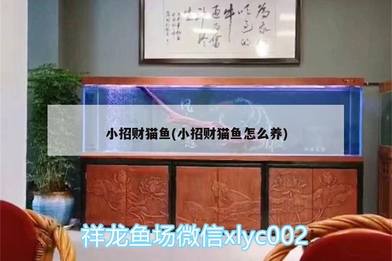 小招財貓魚(小招財貓魚怎么養)