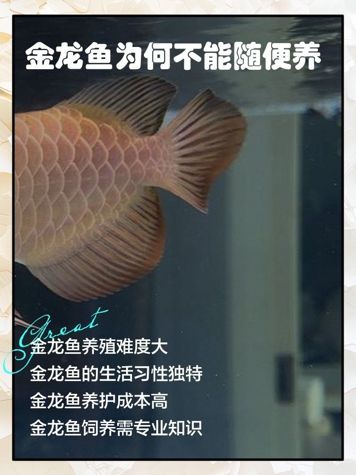 金龍魚苗的養(yǎng)殖難度大嗎（金龍魚好養(yǎng)嗎養(yǎng)殖秘籍大揭秘）