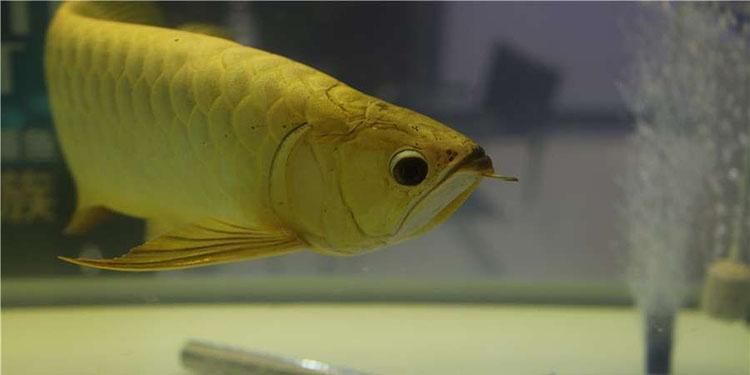 龍魚品種圖解【龍魚什么時(shí)候進(jìn)入】