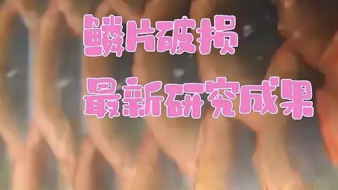 龍魚爛肉爛鱗會自愈嗎
