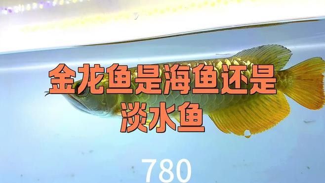海魚金龍魚是哪種（海魚金龍魚指的是兩種不同的生物，另一種是作為觀賞魚的金龍魚）