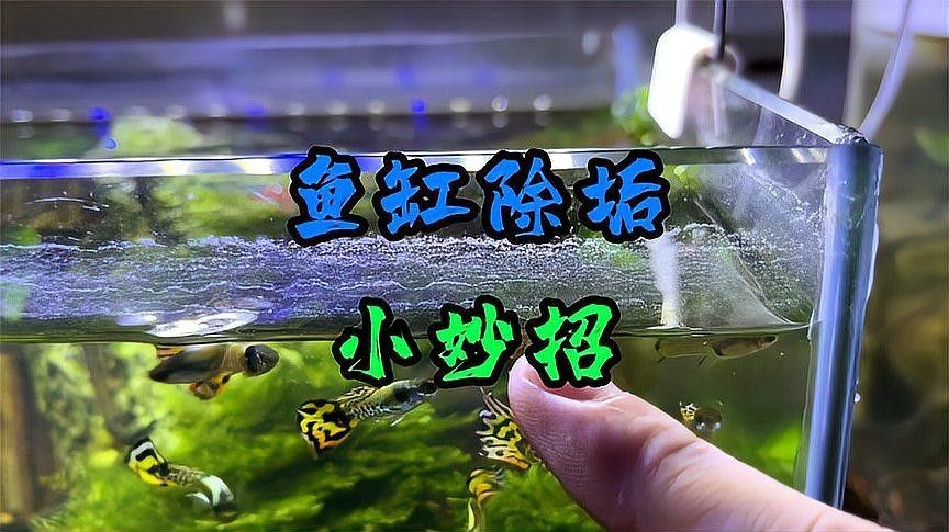有哪些清洗魚缸的小妙招？（清洗魚缸的小妙招）