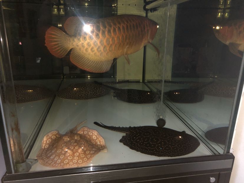 張掖觀賞魚市場每天待家里（張掖觀賞魚市場是一個充滿活力和魅力的地方）