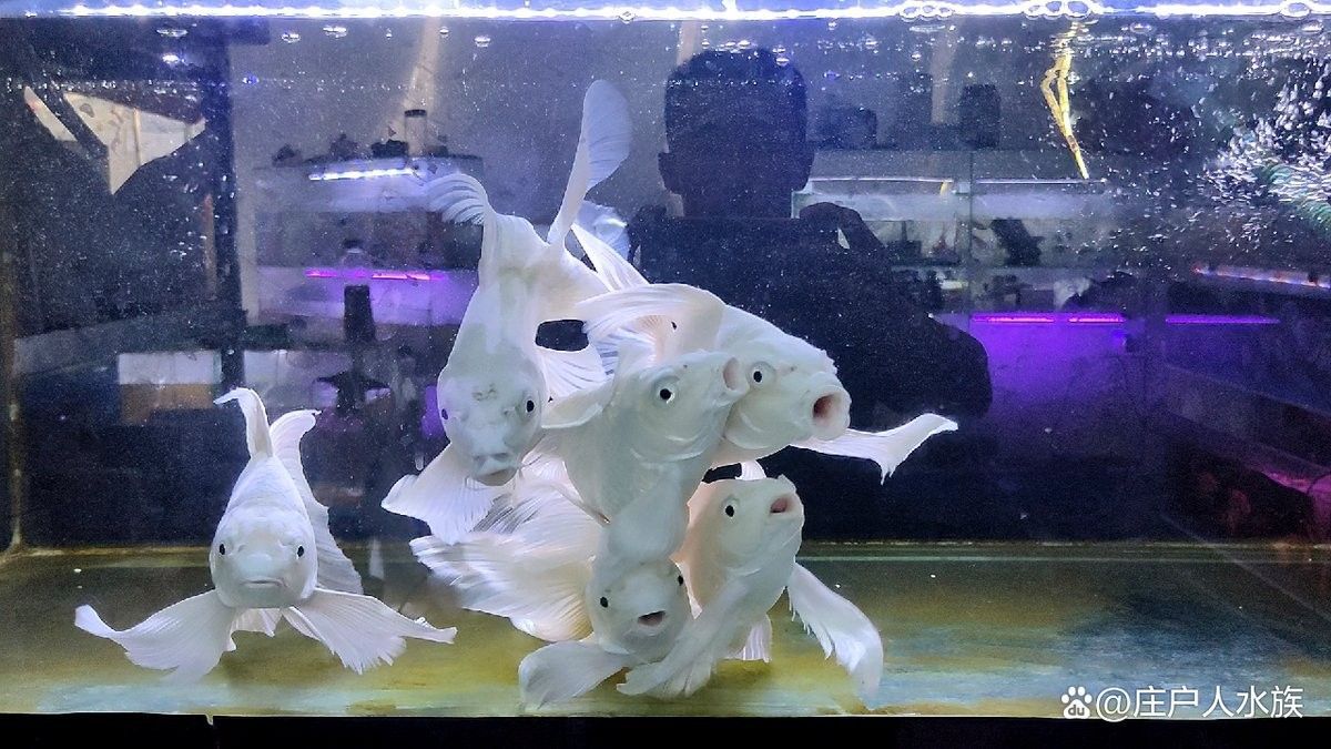 哪種恐龍魚生長速度最快（虎紋恐龍王魚已知生長速度最快的恐龍魚品種之一）