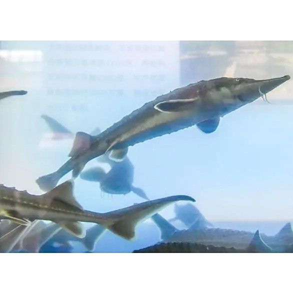 剛察哪個水族館龍魚好？祥龍魚場龍魚