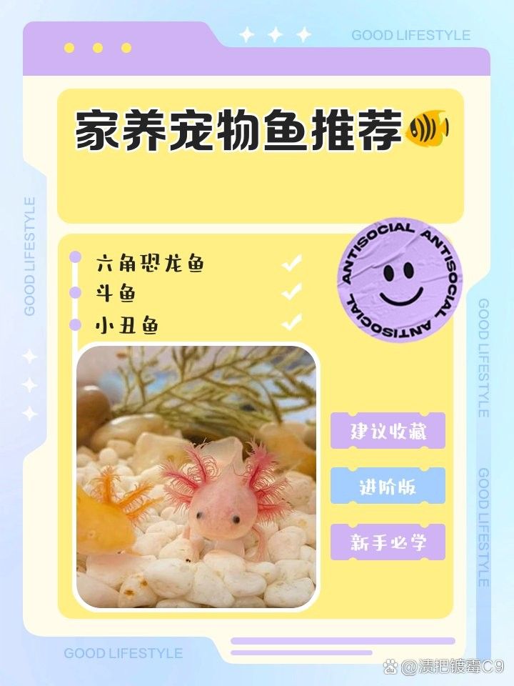 哪種恐龍魚最好飼養？（哪種恐龍魚最好飼養）