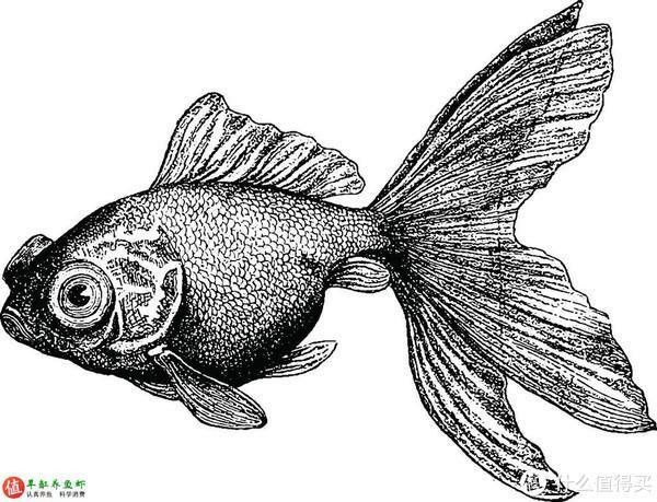 龍睛金魚康復(fù)期間如何護理