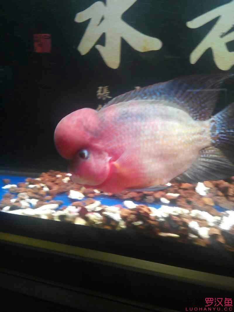 羅納爾迪尼奧1歲