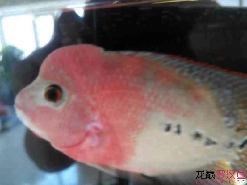 羅納爾迪尼奧1歲