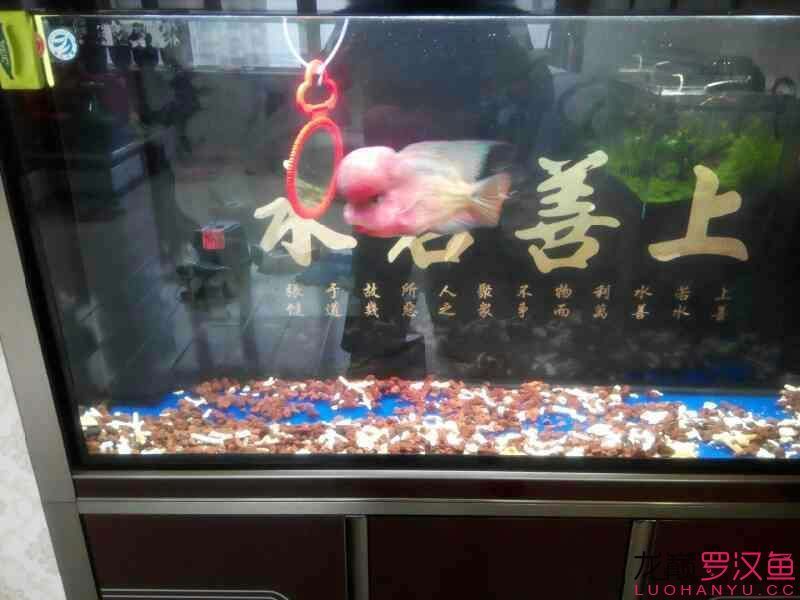 羅納爾迪尼奧1歲