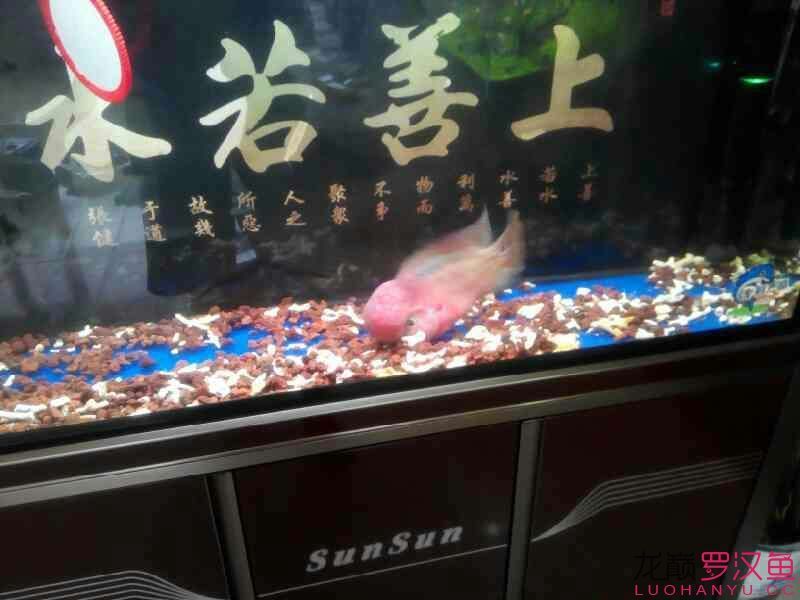 羅納爾迪尼奧1歲