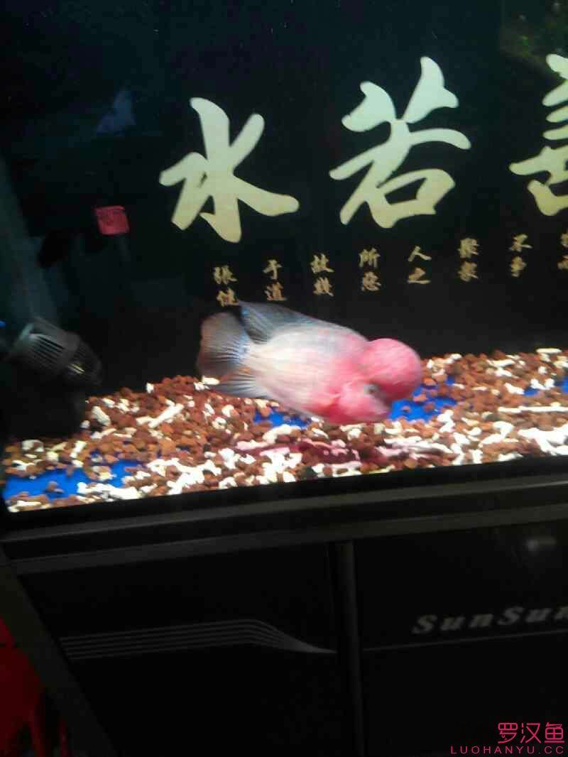 羅納爾迪尼奧1歲
