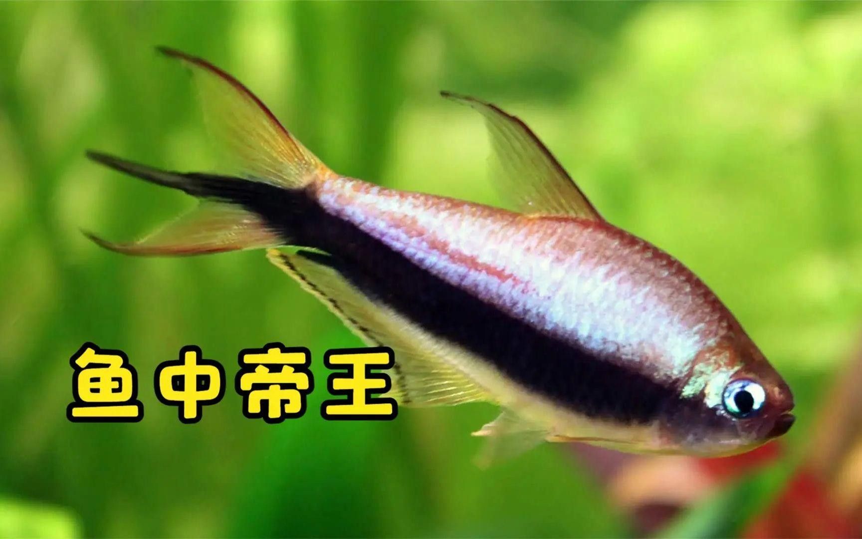和一眉道人魚相似的魚（一眉道人魚和一眉道人魚相似的魚有哪些魚混養建議）