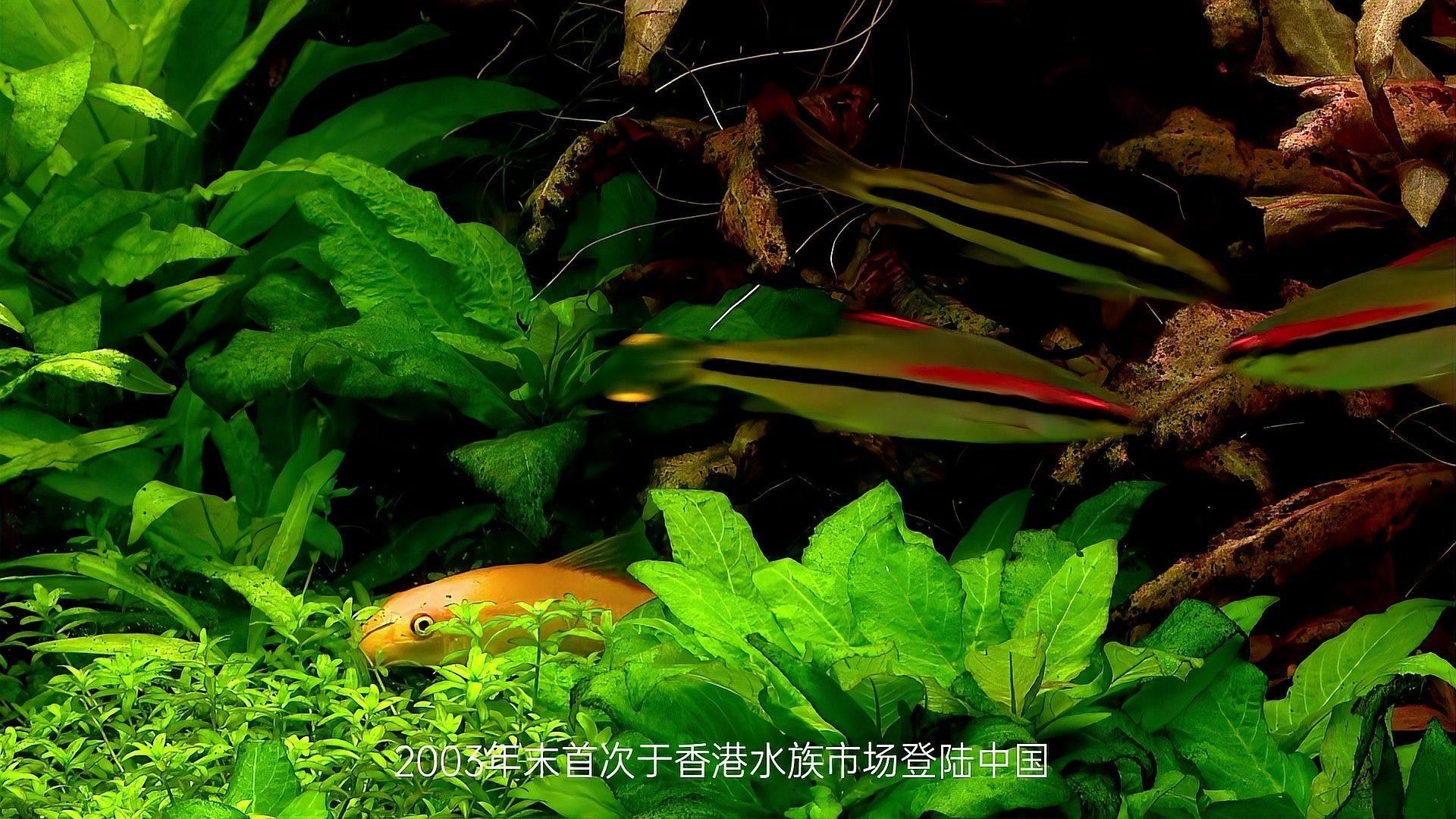 和一眉道人魚相似的魚（一眉道人魚和一眉道人魚相似的魚有哪些魚混養建議）