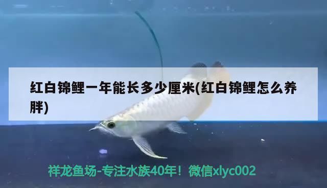 紅白錦鯉一年能長(zhǎng)多少厘米(紅白錦鯉怎么養(yǎng)胖)（紅白錦鯉一年能長(zhǎng)多少厘米）