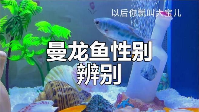 如何區分藍曼龍和黃曼龍的雌雄？（曼龍和黃曼龍哪個更適合新手藍曼龍和黃曼龍繁殖注意事項）