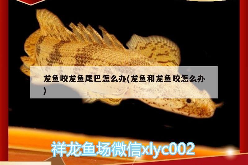 龍魚咬龍魚尾巴怎么辦(龍魚和龍魚咬怎么辦)（龍魚和龍魚咬龍魚尾巴怎么辦、龍魚咬龍魚尾巴怎么辦）