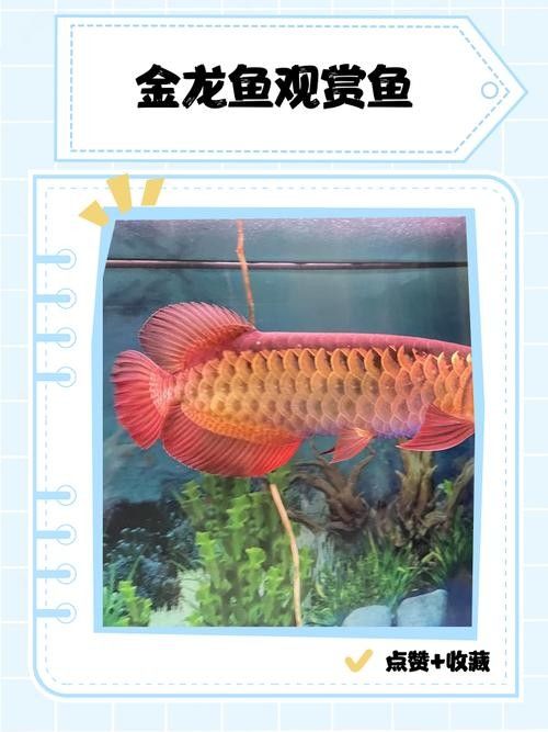 能提供更多金龍魚品種的圖片嗎（金龍魚主要品種圖文介紹）