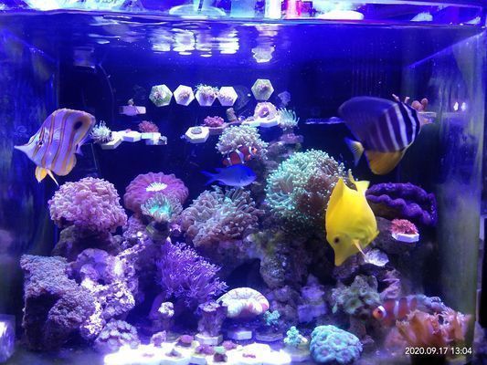 怒江傈僳族自治州觀賞魚市場(chǎng)：怒江傈僳族自治州的觀賞魚市場(chǎng)