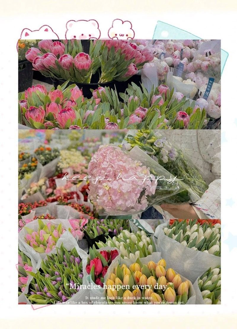 哪里可以購買到這些稀有品種（京津冀花鳥魚蟲市場全攻略京津冀花鳥魚蟲市場全攻略）