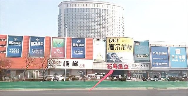 哪里可以購買到這些稀有品種（京津冀花鳥魚蟲市場全攻略京津冀花鳥魚蟲市場全攻略）