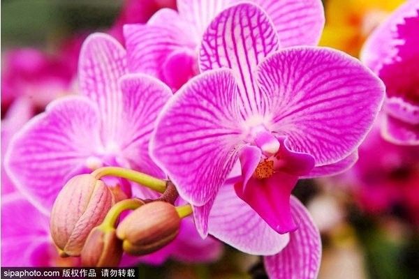 哪里可以購買到這些稀有品種（京津冀花鳥魚蟲市場全攻略京津冀花鳥魚蟲市場全攻略）