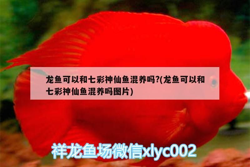 龍魚可以和七彩神仙魚混養(yǎng)嗎?(龍魚可以和七彩神仙魚混養(yǎng)嗎圖片)（祥龍魚可以和七彩神仙魚混養(yǎng)嗎，龍魚可以和七彩神仙魚混養(yǎng)嗎）