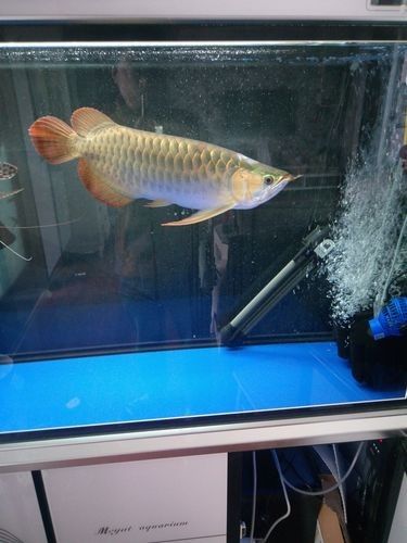 安吉哪個水族館龍魚好？祥龍魚場龍魚（安吉哪個水族館龍魚好）