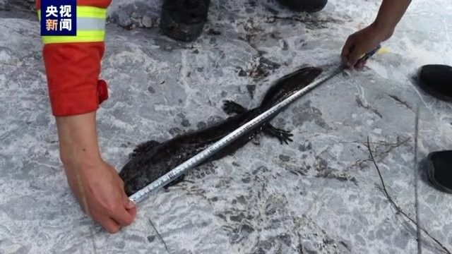 甘肅隴南野生魚種（甘肅隴南的野生魚種有哪些？）