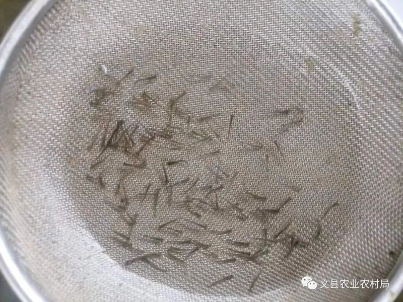 甘肅隴南野生魚種（甘肅隴南的野生魚種有哪些？）