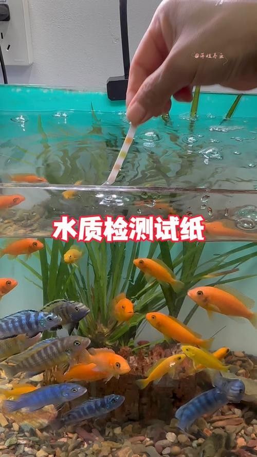 凱龍魚缸有哪些常見故障？（凱龍魚缸可能遇到的一些常見問題）