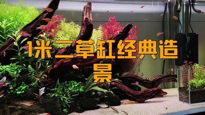 一米二魚缸適合養什么魚？（一米二的魚缸養什么魚好看）