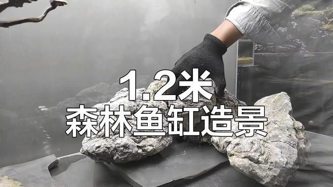 一米二魚缸適合養什么魚？（一米二的魚缸養什么魚好看）