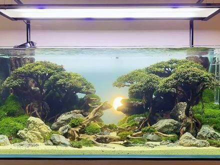 一米二魚缸適合養什么魚？（一米二的魚缸養什么魚好看）