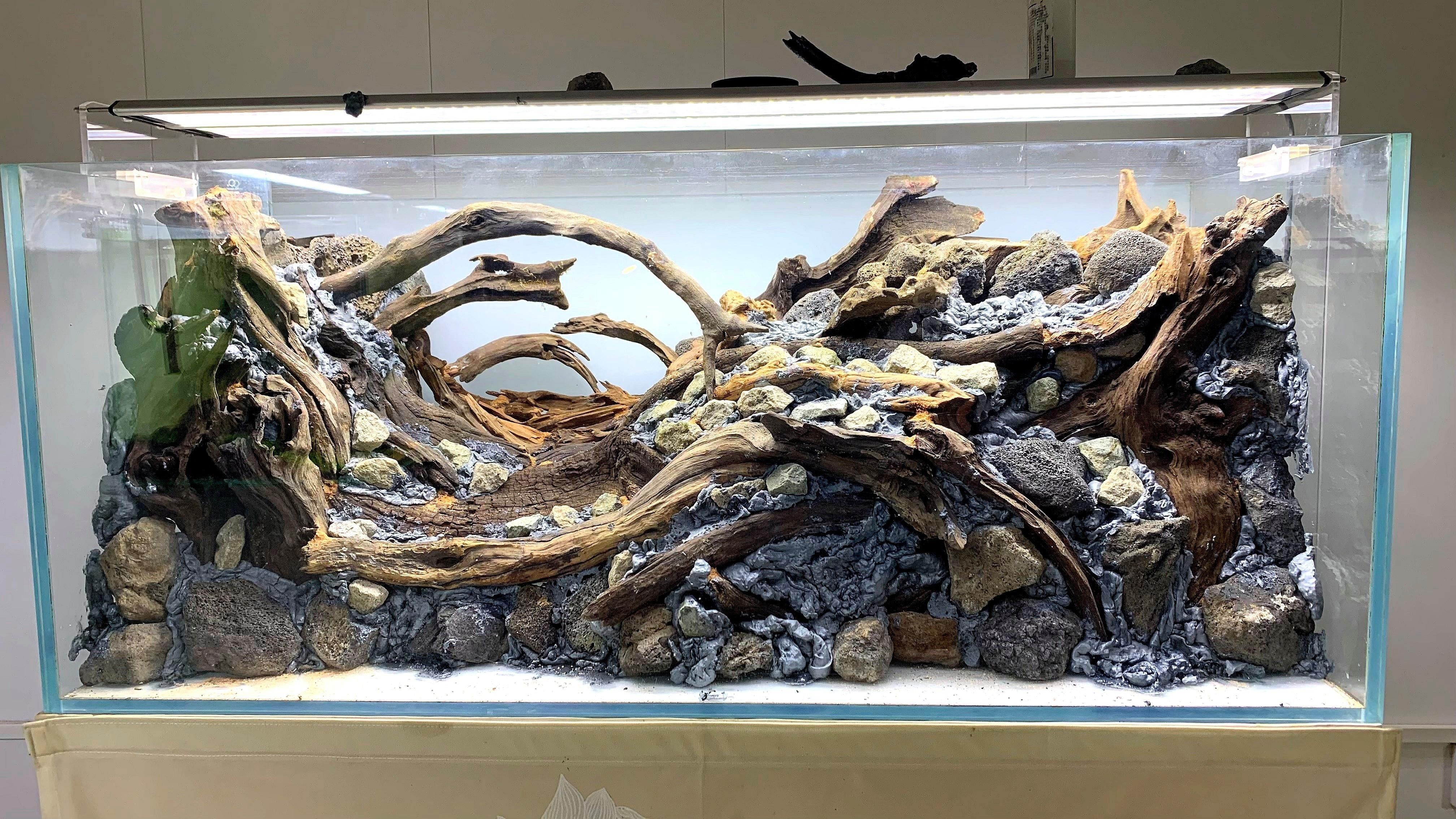一米二魚缸適合養什么魚？（一米二的魚缸養什么魚好看）