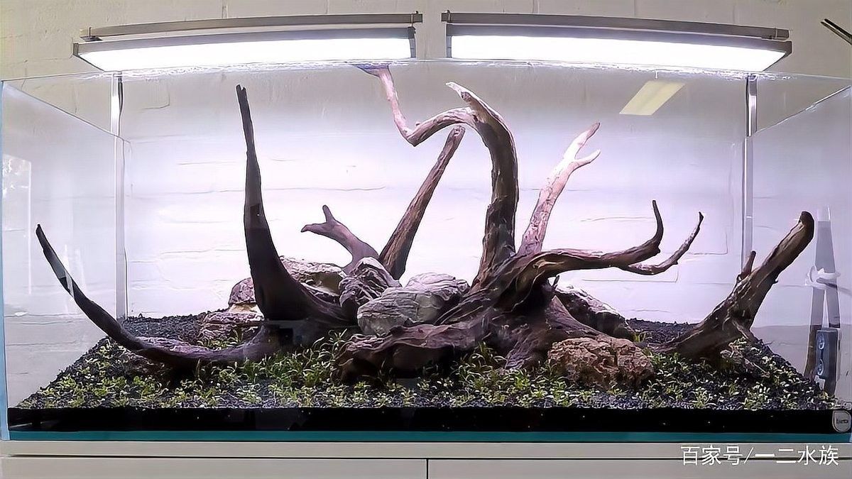 一米二魚缸適合養什么魚？（一米二的魚缸養什么魚好看）