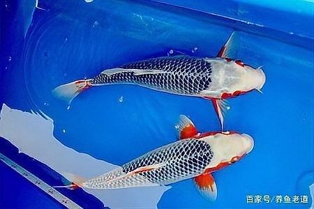 一米二魚缸適合養什么魚？（一米二的魚缸養什么魚好看）