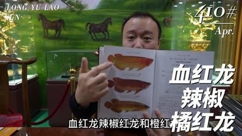紅龍魚等級區分圖解（紅龍魚品種大揭秘） 紅龍魚等級區分圖解（紅龍魚品種大揭秘） 觀賞魚百科 第8張