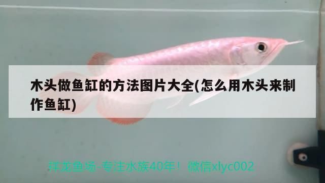 木頭做魚缸的方法圖片大全(怎么用木頭來制作魚缸)（木頭做魚缸的方法圖片大全）