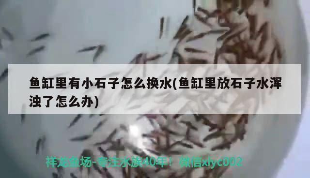 魚(yú)缸里有小石子怎么換水(魚(yú)缸里放石子水渾濁了怎么辦)