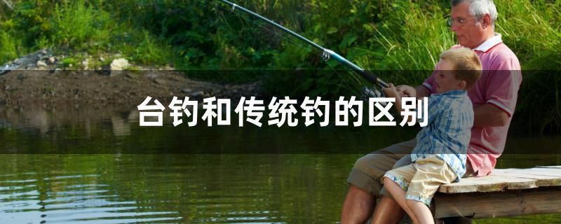 杭州觀賞魚市場：杭州觀賞魚市場怎么樣