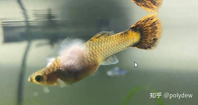 龍魚身上有白色棉絮會傳染嗎（魚身上長白色棉絮是怎么回事） 龍魚身上有白色棉絮會傳染嗎（魚身上長白色棉絮是怎么回事） 龍魚百科 第5張