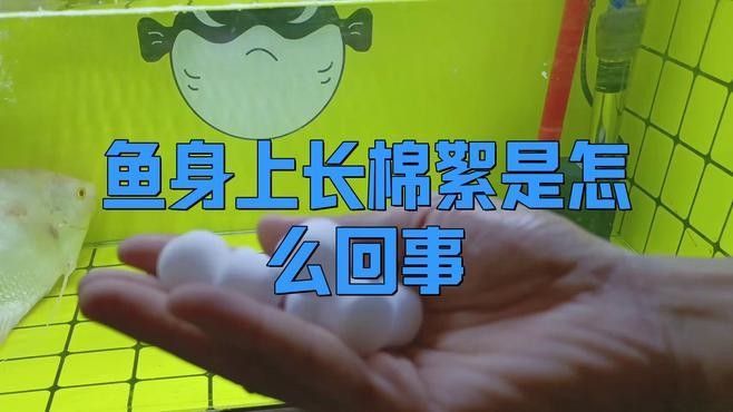 龍魚身上有白色棉絮會傳染嗎（魚身上長白色棉絮是怎么回事） 龍魚身上有白色棉絮會傳染嗎（魚身上長白色棉絮是怎么回事） 龍魚百科 第3張