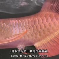 哪種紅龍魚最難養殖